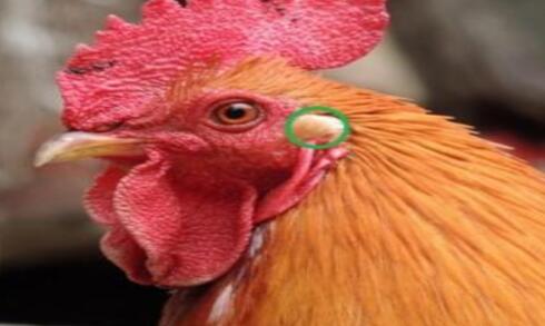 鸡的耳朵长在哪里有什么特点和作用，怎么帮助鸡维持平衡