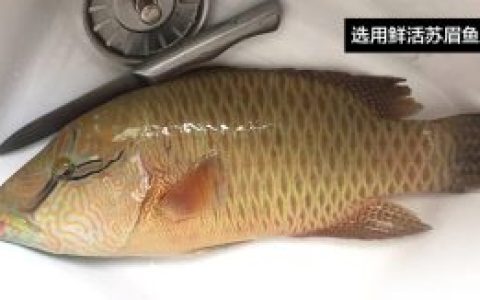 苏眉鱼价格多少钱一斤青衣鱼和苏媚鱼如何区分