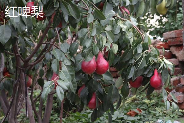 冰菜的种植前景，种植前景很可观的