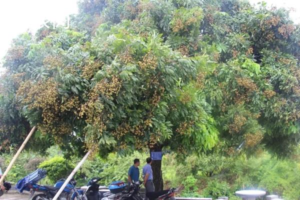 种植野菜的利润，因品种、产量等条件而异