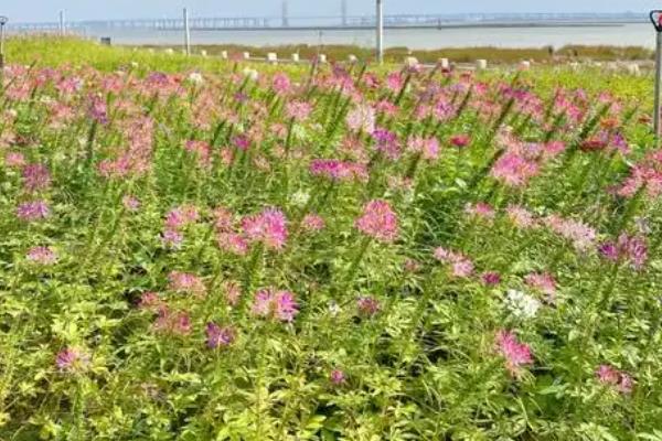 如何养殖醉蝶花，夏季每天至少浇一次水