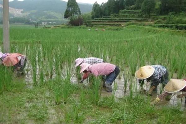 三棱怎么种植，幼苗返青后要追施饼肥和尿素