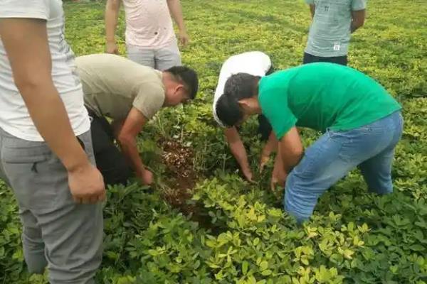 花生如何施肥可以高产，开花后喷施尿素和磷酸二氢钾可以保果保叶