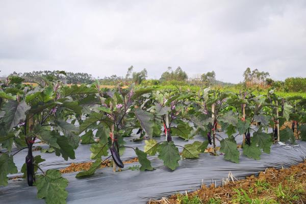 水晶茉莉掉叶如何处理，缺少光照时要养在阳光充足的地方