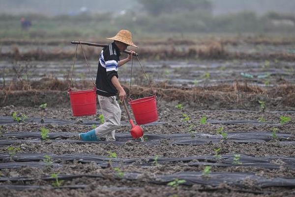 水晶茉莉掉叶如何处理，缺少光照时要养在阳光充足的地方