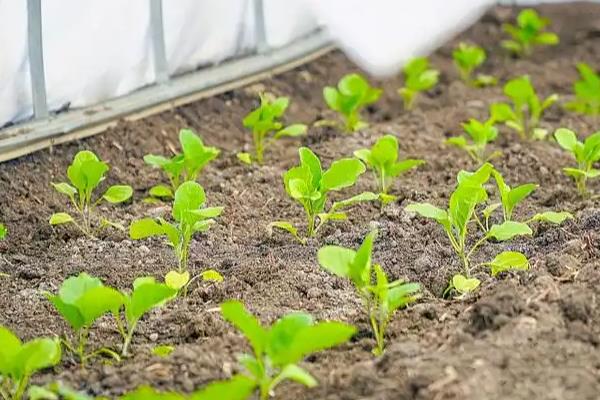 茄子的亩产量是多少，露天种植一般能达到7000斤左右