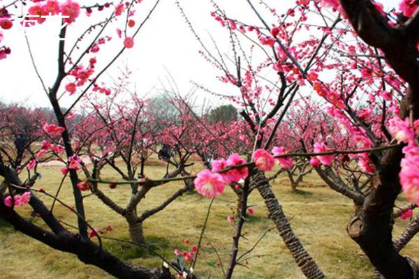 北方耐寒多年生庭院花卉有哪些，有牡丹花、海棠花等