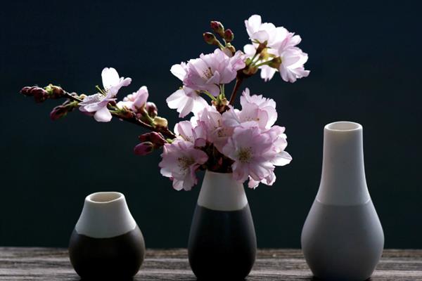 芦荟能不能淋雨，不怕雨淋但温度过低时可能受冻