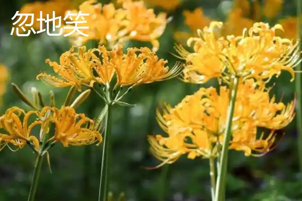 有什么花只见花不见叶，有彼岸花、秋水仙等