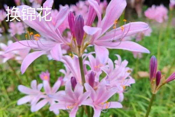 有什么花只见花不见叶，有彼岸花、秋水仙等