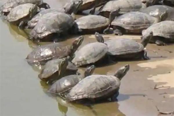 甲鱼越冬后死亡的症状，有些会浮在水面上