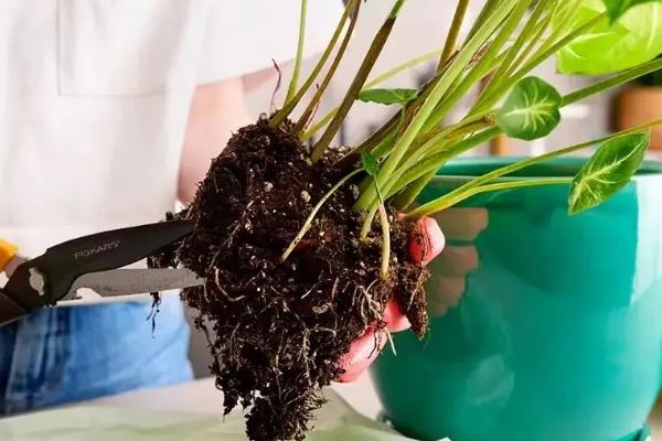 花里有小飞虫如何处理，喷洒食醋水可驱除介壳虫等害虫