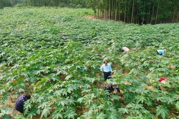 蓖麻适宜的种植时间，要根据地区的不同而选择