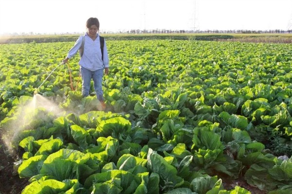 白牛奶葡萄有何优缺点，果粒重果肉脆但抗寒及抗湿等能力差