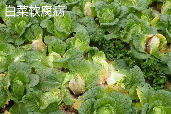 使用多菌灵要注意什么，蔬菜收获前5天需停用