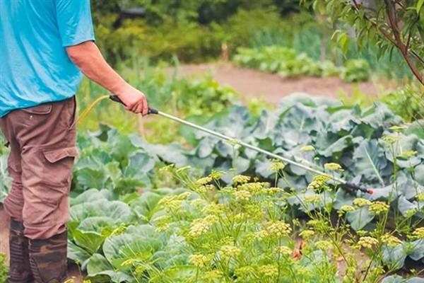 防治蚜虫用什么药，马拉硫磷、杀螟松、抗蚜威等药物均可起到灭杀效果