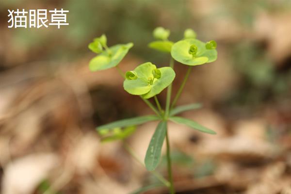 猫眼草与猫耳草有何区别，科属、叶片、花期均不同