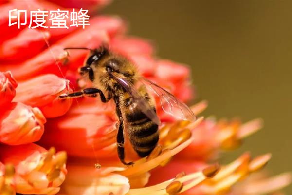 蜜蜂的品种，常见的有中华蜜蜂、意大利蜂等