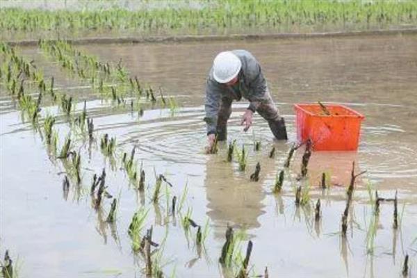 怎么种植茭白，按照70-80厘米的行距去定植