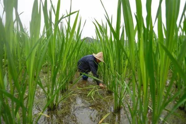 怎么种植茭白，按照70-80厘米的行距去定植