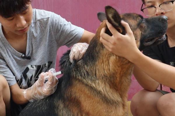 何时对小德牧打疫苗，幼犬出生30天可注射犬窝咳疫苗