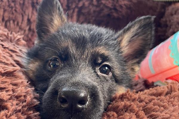 何时对小德牧打疫苗，幼犬出生30天可注射犬窝咳疫苗