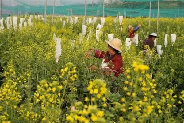 培养土与营养土有什么区别，前者指一般土壤、后者是混合土壤