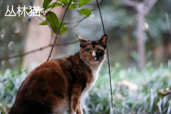 猫头鹰有什么生活习性，常栖息在树上喜欢昼伏夜出