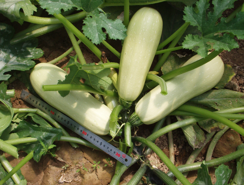 3月份可以种植哪些蔬菜，这些蔬菜种植正当时